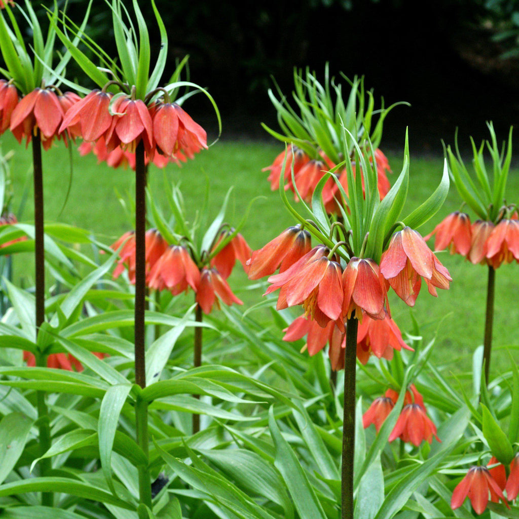 crown imperial planting instructions