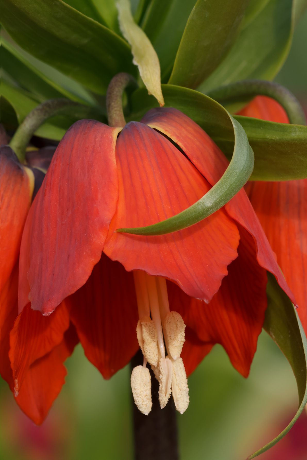 crown imperial planting instructions
